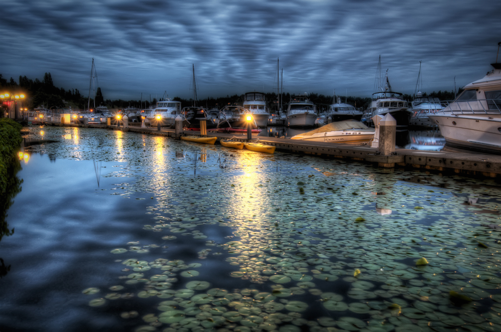 Harbor Lillies