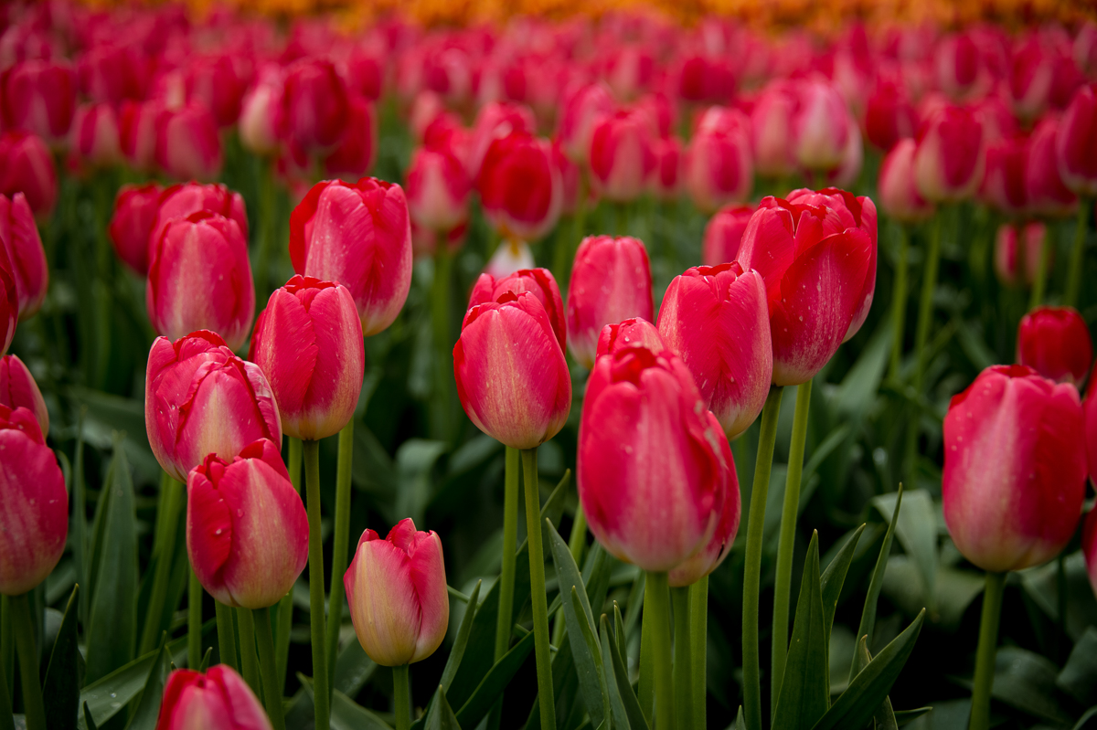 Tulip Festival & Deception Pass