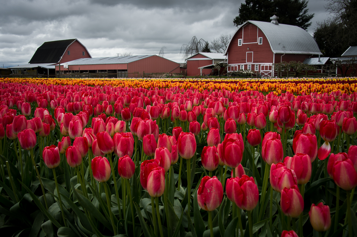 Tulip Festival & Deception Pass