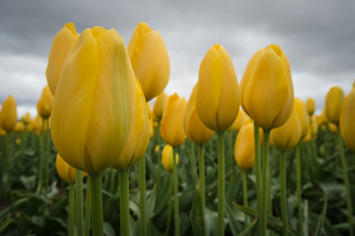 Tulip Festival & Deception Pass