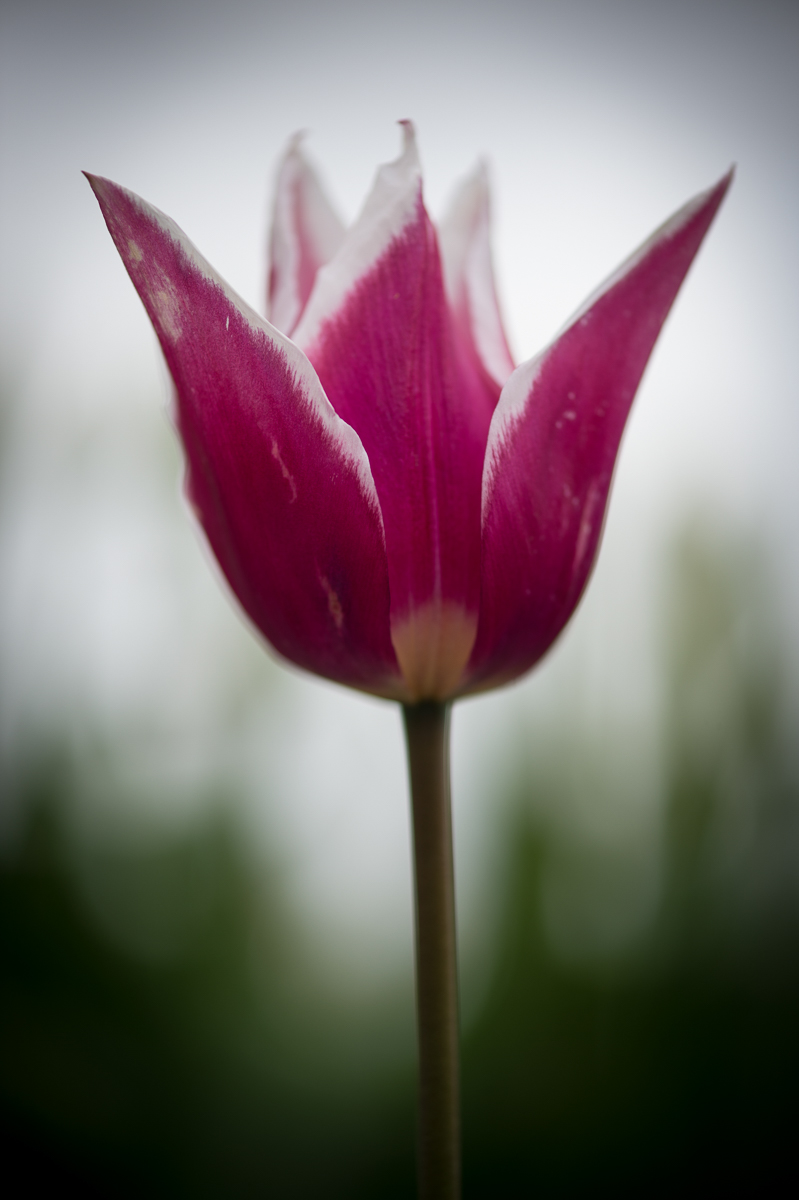 Tulip Festival & Deception Pass