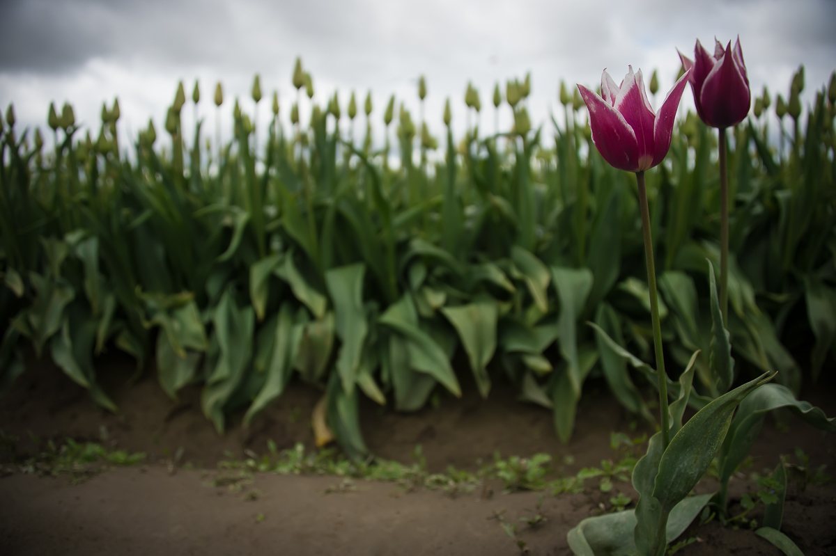 Tulip Festival & Deception Pass