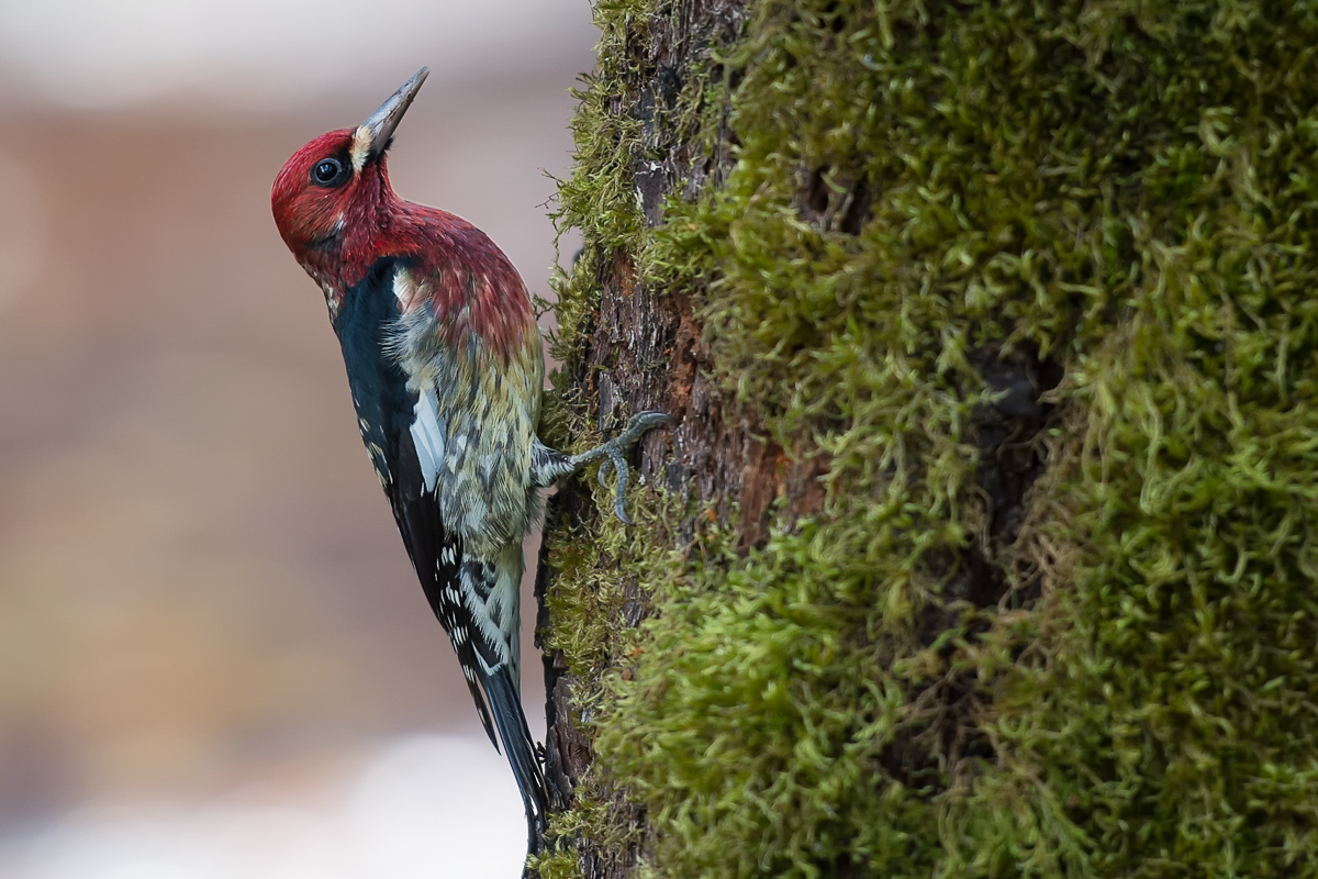Woodpecker